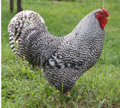 Fine Dominique male from J&S; Dominique chickens. Nice Dominique male