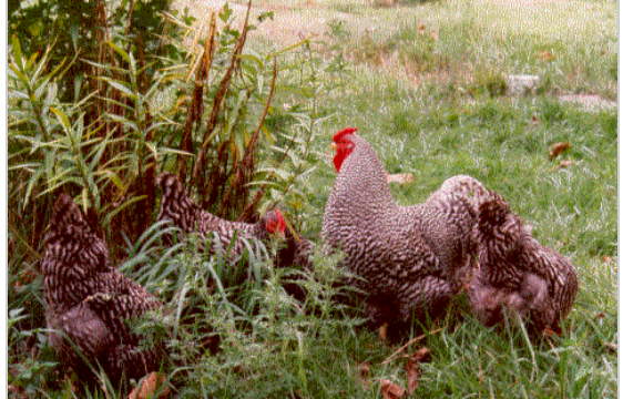Solomon and his harem. Photo courtesy of Patty Desha. Solomon and his harem